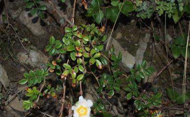 Rosa bracteata var. bracteata 琉球野薔薇