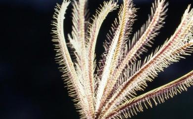 Chloris barbata Sw. 孟仁草