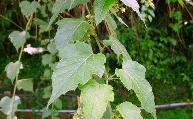 Rubus alceifolius Poir. 羽萼懸鉤子