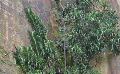 Freycinetia formosana Hemsl. 山露兜