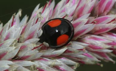 Lemnia saucia (Mulsant, 1850) 赤星瓢蟲