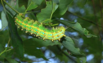 Saturnia pyretorum Westwood, 1847 四黑目天蠶蛾