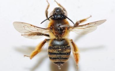 Megachilidae 切葉蜂科