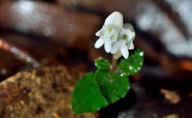 Odontochilus drymoglossifolius 白花金唇蘭