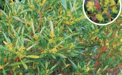 Dodonaea viscosa Jacq. 車桑子