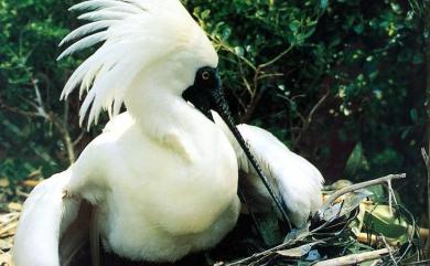 Platalea minor Temminck & Schlegel, 1849 黑面琵鷺