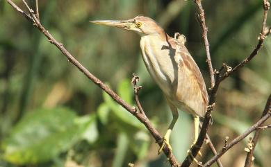 Ixobrychus sinensis (J. F. Gmelin, 1789) 黃小鷺