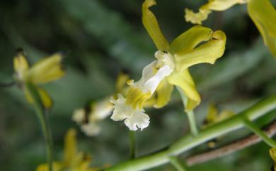Cephalantheropsis obcordata (Lindl.) Ormerod 綠花肖頭蕊蘭