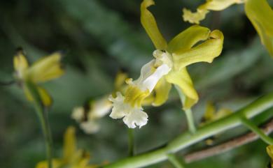 Cephalantheropsis obcordata 綠花肖頭蕊蘭