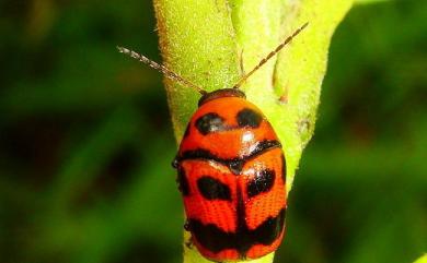 Cryptocephalus trifasciatus Fabricius, 1787 三帶筒金花蟲