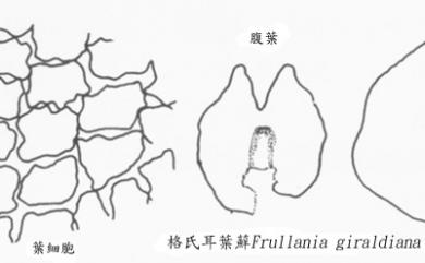 Frullania giraldiana C.Massal. 格氏耳葉蘚