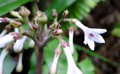 Ophiorrhiza hayatana 早田氏蛇根草