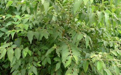 Callicarpa formosana var. formosana 杜虹花