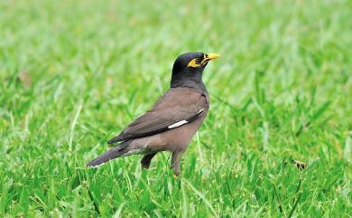 Acridotheres tristis (Linnaeus, 1766) 家八哥