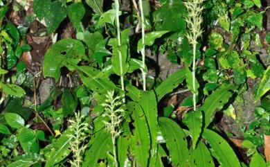 Habenaria stenopetala Lindl. 狹瓣玉鳳蘭