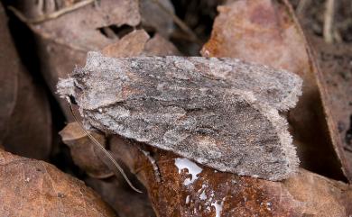 Lithophane trimorpha Hreblay & Ronkay, 1997