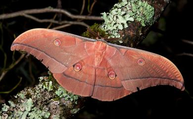 Antheraea superba Inoue, 1964 大透目天蠶蛾