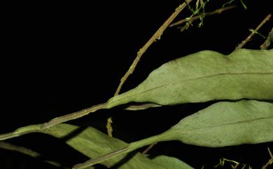Lepisorus mucronatus (Fée) Li Wang 尖嘴蕨