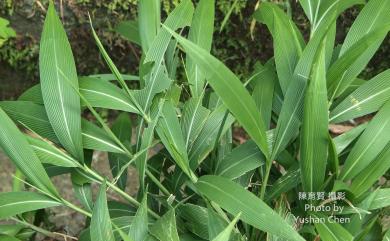 Setaria palmifolia (J.Koenig) Stapf 棕葉狗尾草