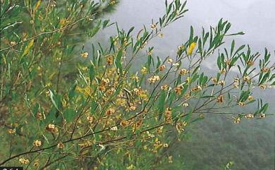 Dodonaea viscosa 車桑子