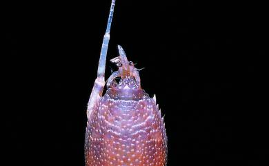 Mastigochirus gracilis (Stimpson, 1858) 細鞭足蟹