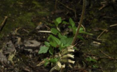 Cheirostylis chinensis var. takeoi (Hayata) T.P.Lin 全唇指柱蘭