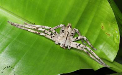 Heteropoda pingtungensis Zhu & Tso, 2006 屏東高腳蛛