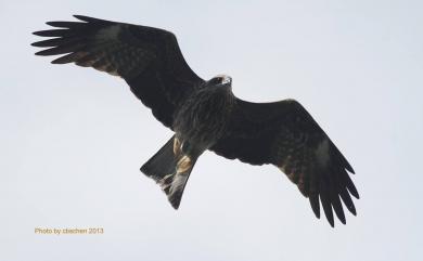 Milvus migrans formosanus Kuroda Sr, 1920 黑鳶(台灣亞種)