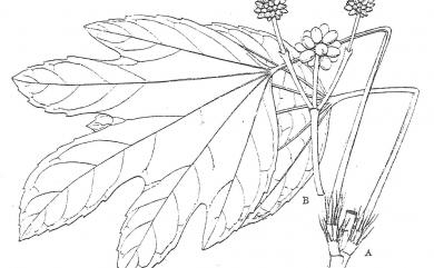 Osmoxylon pectinatum 蘭嶼八角金盤