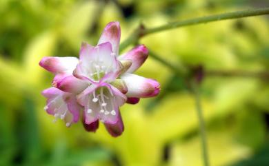 Persicaria senticosa (Meisn.) H. Gross ex Nakai 刺蓼