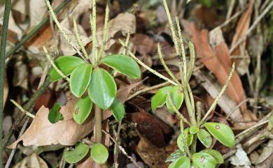 Peperomia leptostachya Hook. & Arn. 紅莖椒草