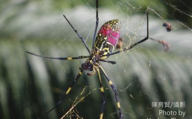 Trichonephila clavata (L. Koch, 1878) 橫帶人面蜘蛛