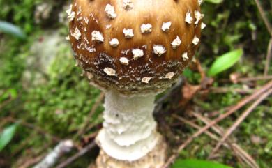 Amanita pantherina (Fr.) Quel. 豹斑鵝膏