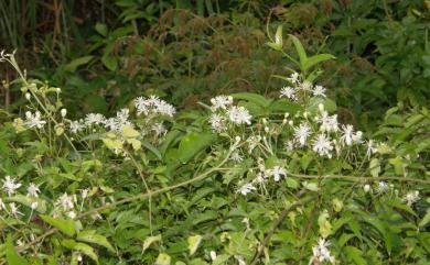 Clematis grata Wall. 串鼻龍