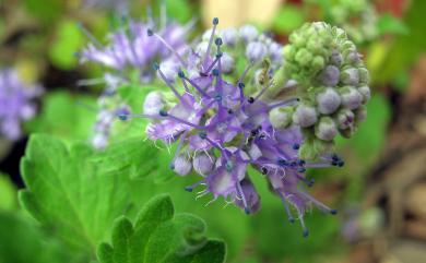 Caryopteris incana (Thunb. ex Houtt.) Miq. 灰葉蕕