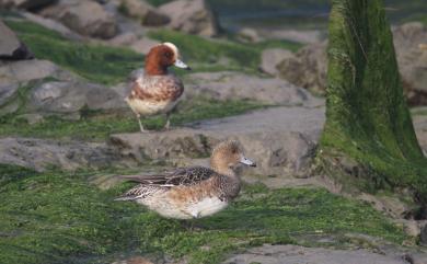 Mareca penelope (Linnaeus, 1758) 赤頸鴨