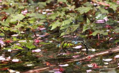 Anax nigrofasciatus nigrofasciatus 烏帶晏蜓