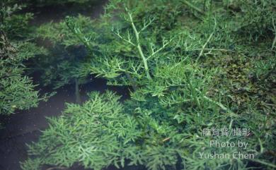Ceratopteris thalictroides (L.) Brongn. 水蕨