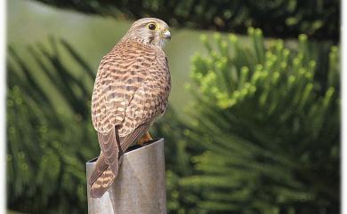 Falco tinnunculus interstinctus (McClelland, 1840) 紅隼(普通亞種)