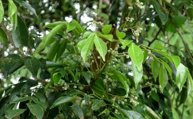 Archidendron lucidum (Benth.) I.C. Nielsen 頷垂豆