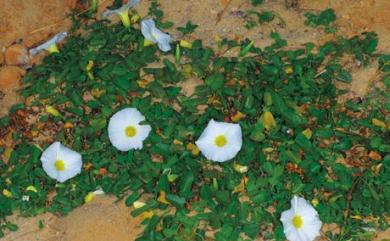 Ipomoea cairica (L.) Sweet 番仔藤