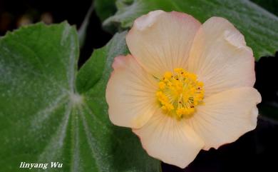 Abutilon hulseanum 疏花莔麻