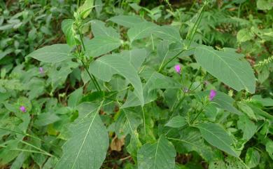 Hypoestes purpurea (L.) R. Br. 六角英