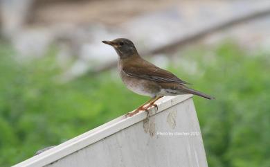 Turdus pallidus J. F. Gmelin, 1789 白腹鶇