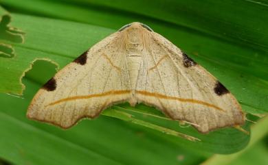 Achrosis rufescens (Butler, 1880) 四點角緣斑彩尺蛾