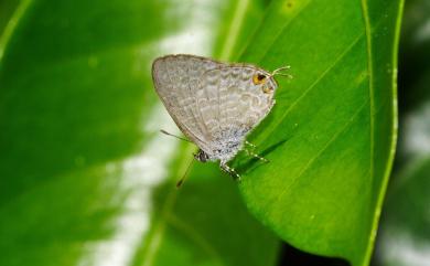 Catopyrops ancyra almora (Druce, 1873) 曲波灰蝶