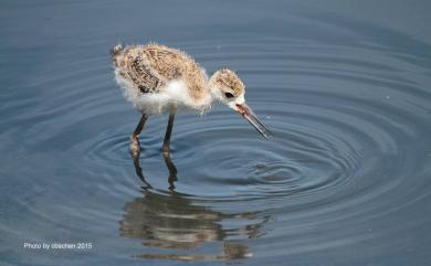 Himantopus himantopus (Linnaeus, 1758) 高蹺鴴