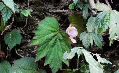 Begonia laciniata 巒大秋海棠