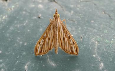 Antigastra catalaunalis (Duponchel, 1833) 芝麻莢野螟