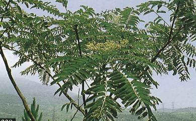 Zanthoxylum ailanthoides var. ailanthoides 食茱萸